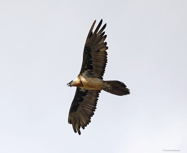 Вдохновение из природы: Фотограф-натуралист и его увлечение редкими птицами. АНО «Центра социальных проектов «Путь в большой мир»