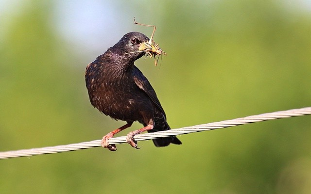 Вдохновение из природы: Фотограф-натуралист и его увлечение редкими птицами. АНО «Центра социальных проектов «Путь в большой мир»