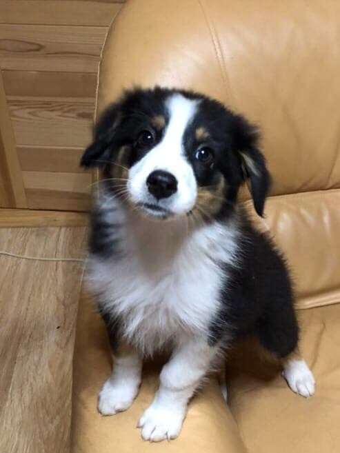 Нами. BLGKV питомник собак