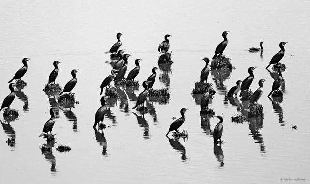 Вдохновение из природы: Фотограф-натуралист и его увлечение редкими птицами. АНО «Центра социальных проектов «Путь в большой мир»