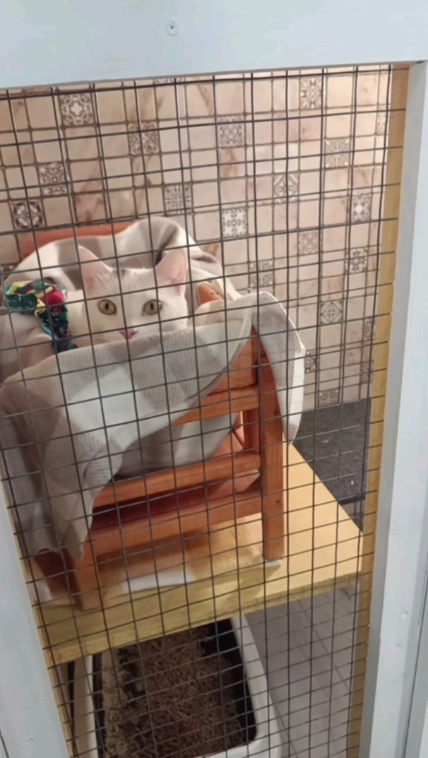 Бося — преображение скромника в активного парня. Гостиница для кошек Усики и хвостики, Красноярск