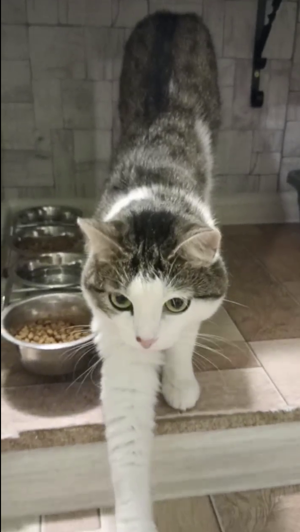 Моня и Мия — нежные мечтательницы. Гостиница для кошек Усики и хвостики, Красноярск