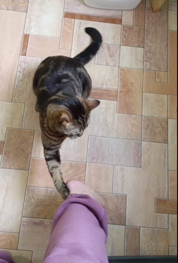 Джейсон — озорной и нежный малыш со своим особым характером. Гостиница для кошек Усики и хвостики, Красноярск