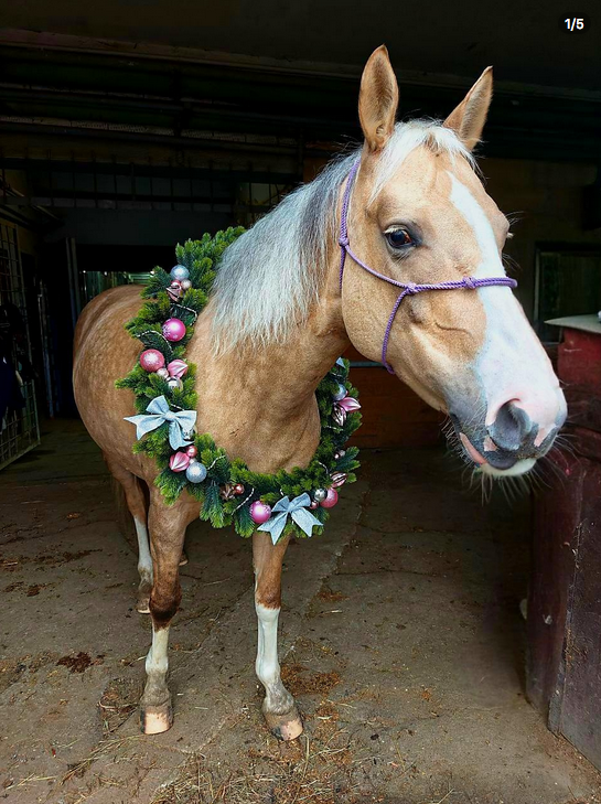 Лошади. Свадебный и портретный фотограф Москва