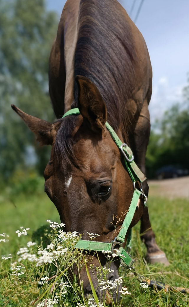 Лошади. Свадебный и портретный фотограф Москва