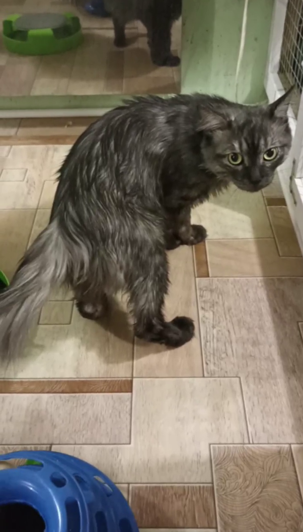 Игорёк — общительный модник. Гостиница для кошек Усики и хвостики, Красноярск