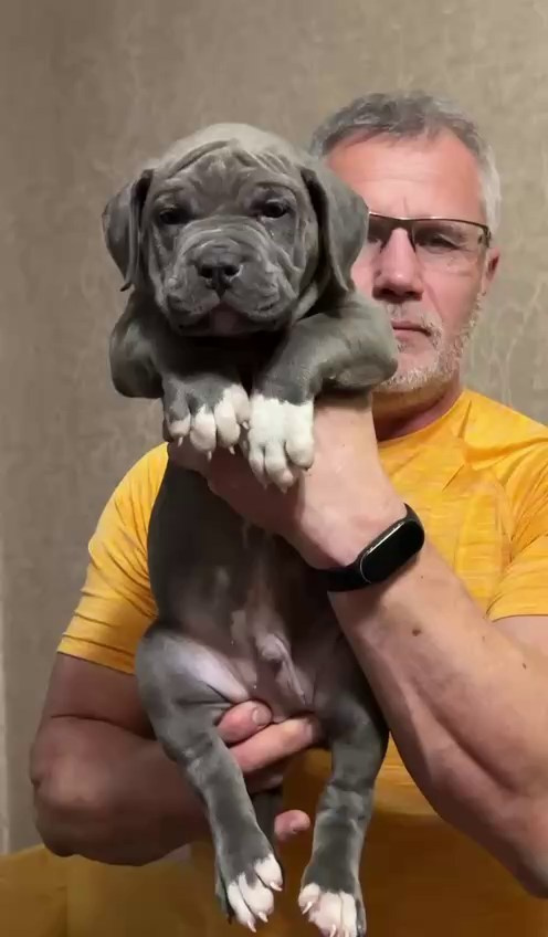 Все свободные щенки. Американские булли XL в г. Калининград. Питомник Great Bully UNIVERSE