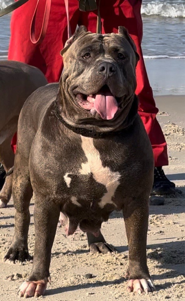 Квини. Американские булли XL в г. Калининград. Питомник Great Bully UNIVERSE