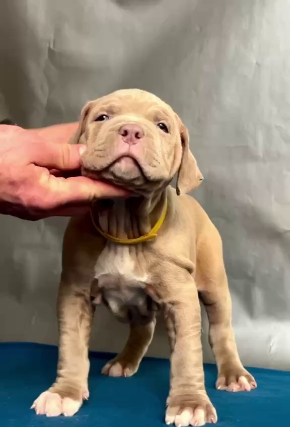 Все свободные щенки. Американские булли XL в г. Калининград. Питомник Great Bully UNIVERSE