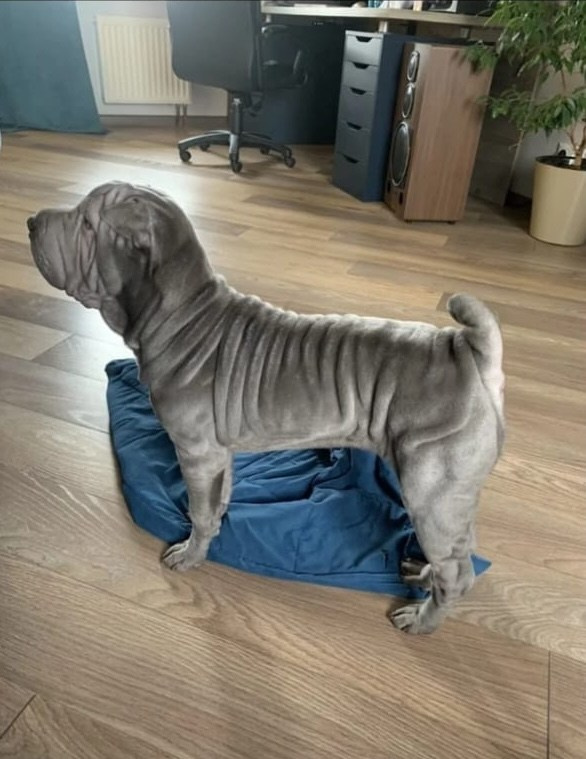 Купить Шарпей Магадан, Купить Шарпея Магадан, Купить щенка Шарпей Магадан, ТОП питомник Шарпеев Магадан, Питомник Шарпей Магадан,