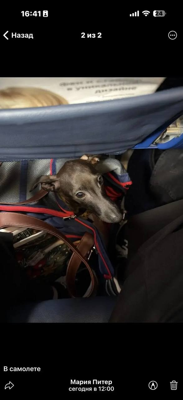 Итоги февраля. Профессиональный питомник левреток РКФ/FCI ASTI SAPPHIRE 💎 Сочи|Санкт-Петербург