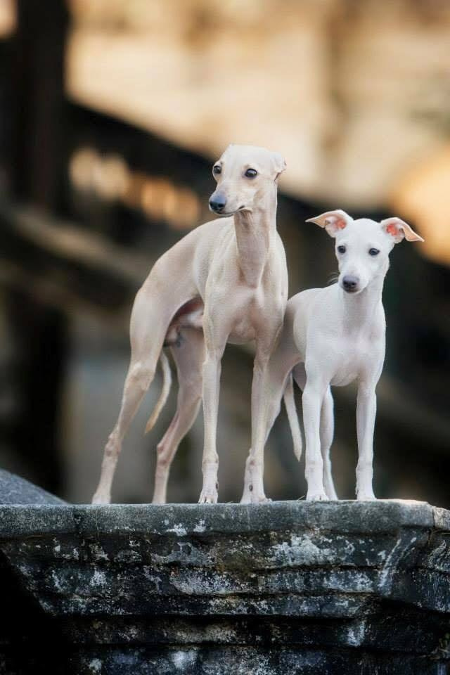 Первые наши собаки. Профессиональный питомник левреток РКФ/FCI ASTI SAPPHIRE 💎 Сочи|Санкт-Петербург