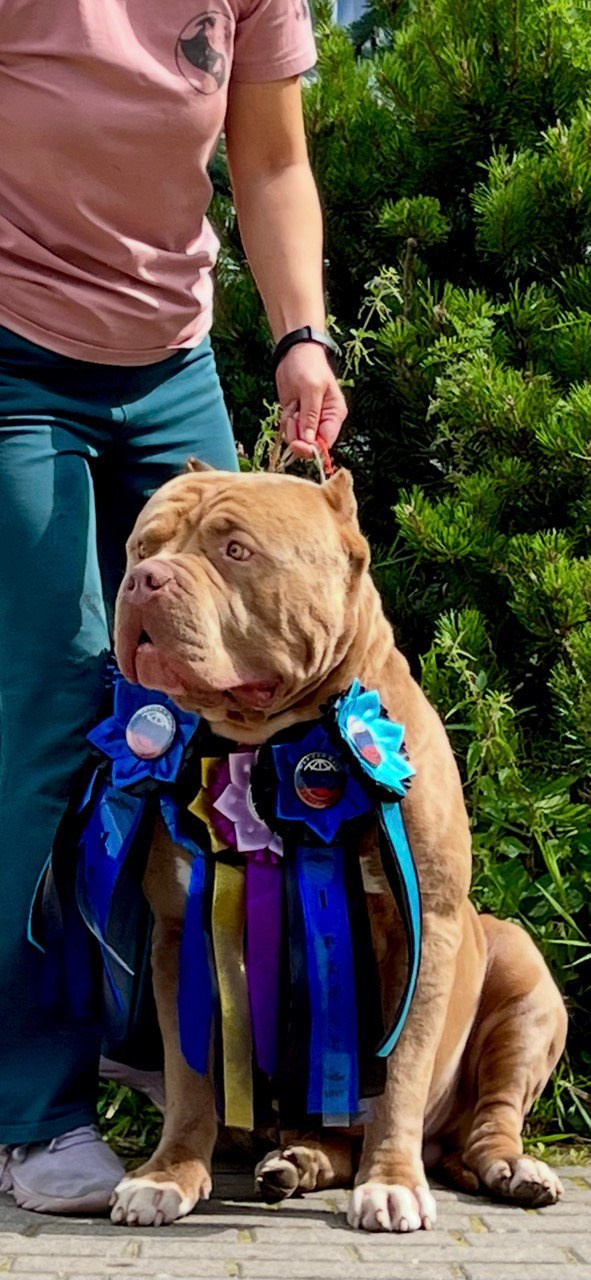 Хантер. Американские булли XL в г. Калининград. Питомник Great Bully UNIVERSE