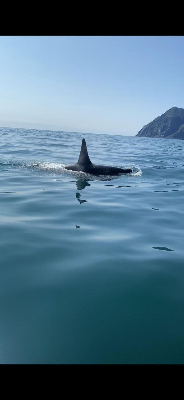 Морская прогулка в бухту Русскую. Экскурсионные туры по Камчатке