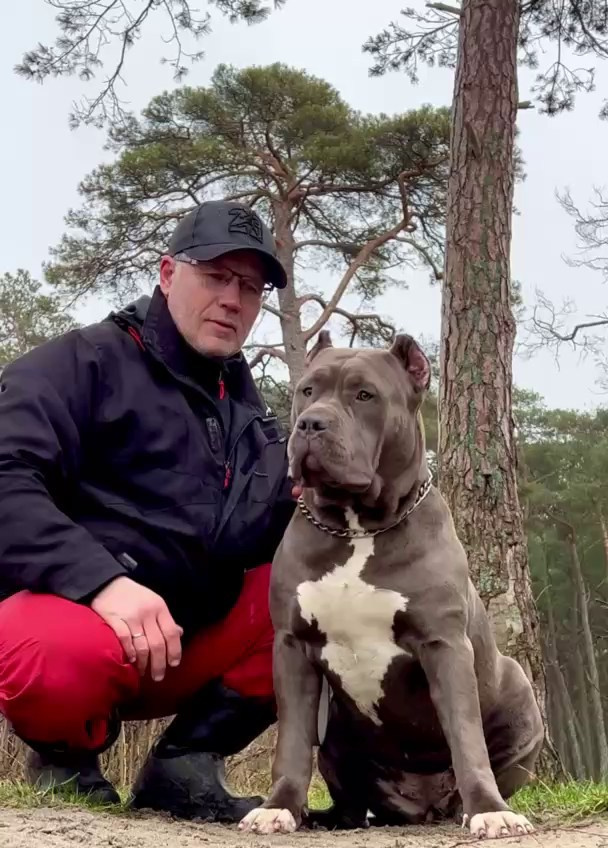 GBU Lakshmi. Американские булли XL в г. Калининград. Питомник Great Bully UNIVERSE