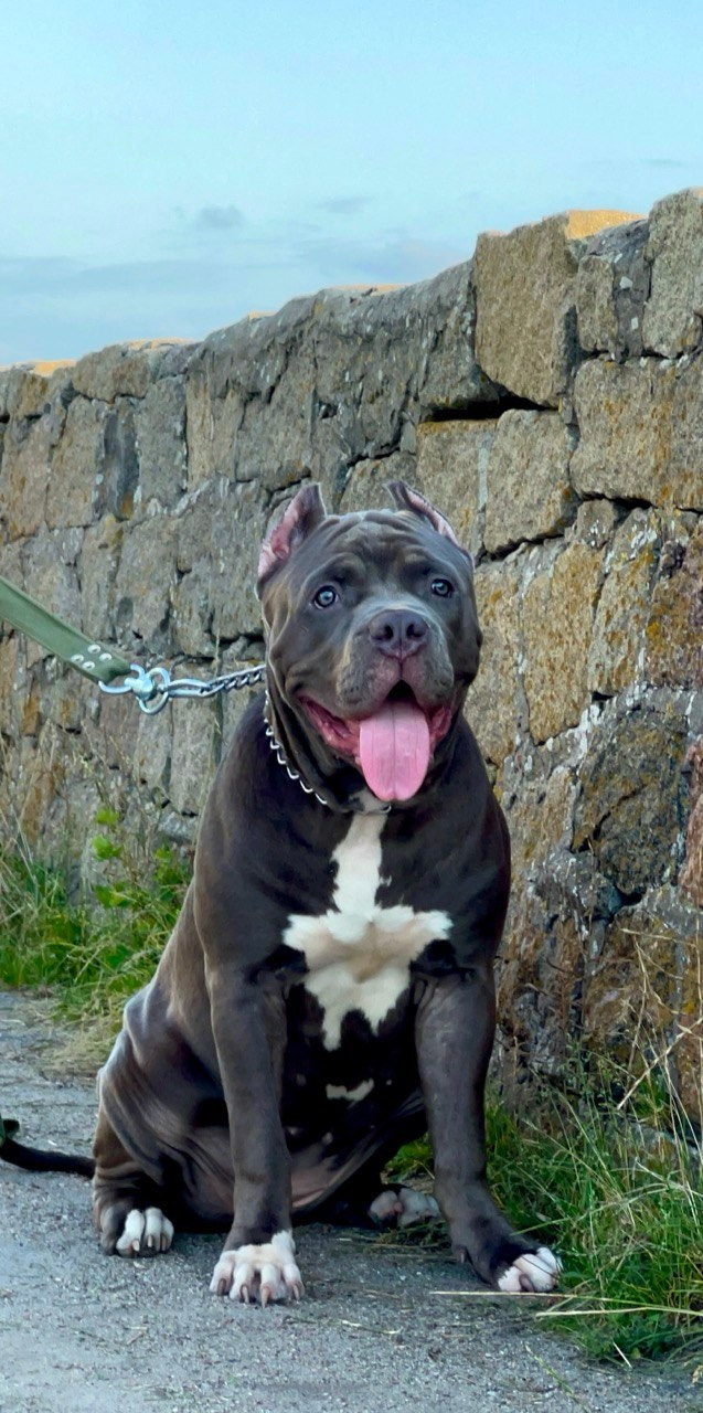 GBU Xanamoon. Американские булли XL в г. Калининград. Питомник Great Bully UNIVERSE