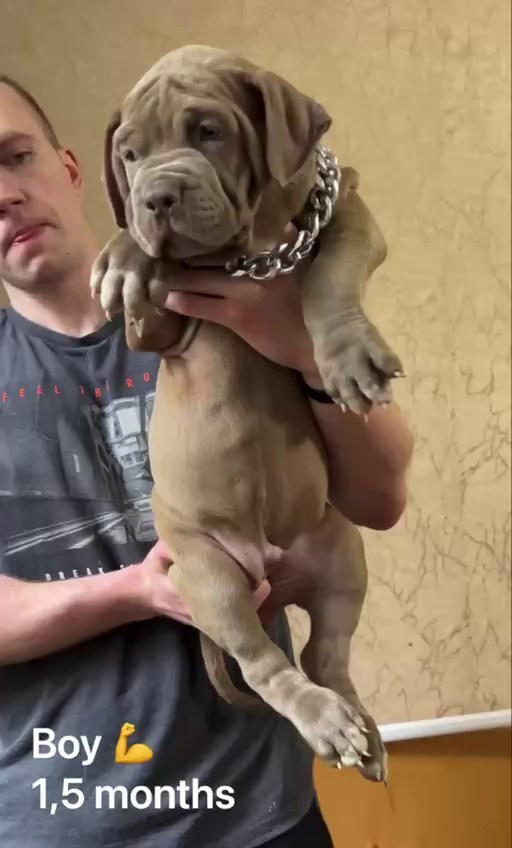 Все свободные щенки. Американские булли XL в г. Калининград. Питомник Great Bully UNIVERSE