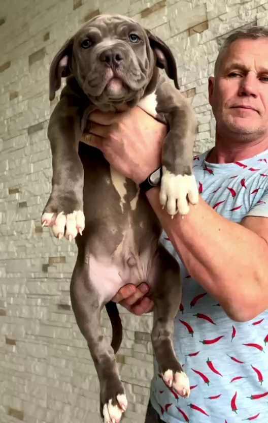 Все свободные щенки. Американские булли XL в г. Калининград. Питомник Great Bully UNIVERSE