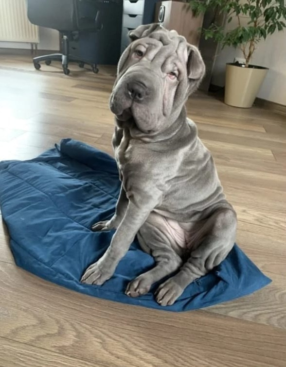 Купить Шарпей Комсомольск на Амуре, Купить Шарпея Комсомольск на Амуре, Купить щенка Шарпей Комсомольск на Амуре, ТОП питомник Шарпеев Комсомольск на Амуре, Питомник Шарпей Комсомольск на Амуре,