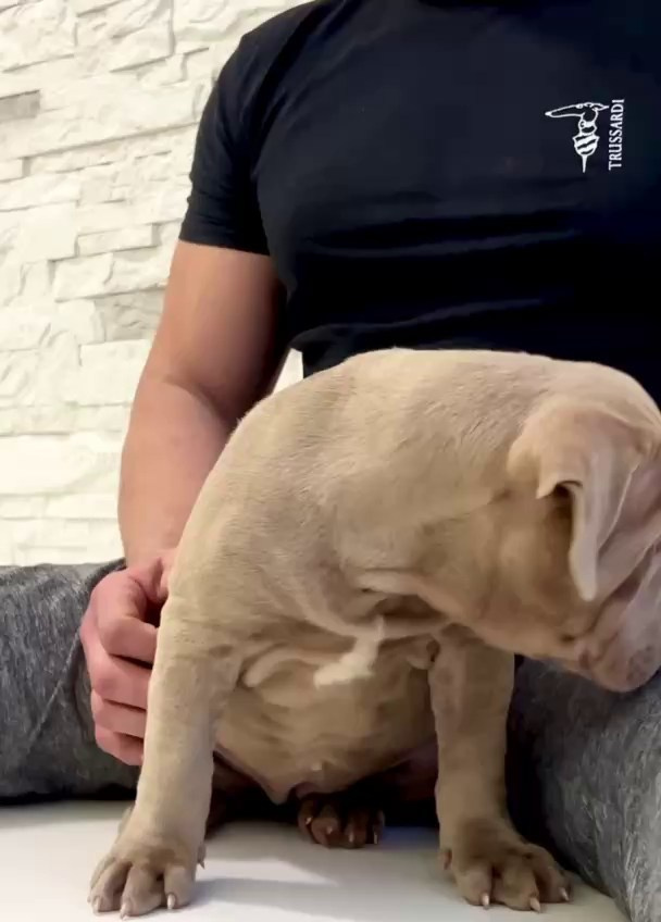 Все свободные щенки. Американские булли XL в г. Калининград. Питомник Great Bully UNIVERSE