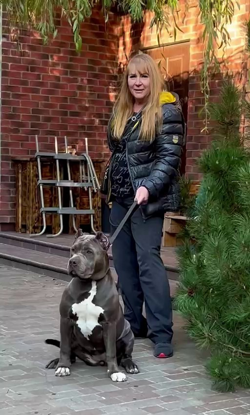 GBU Lakshmi. Американские булли XL в г. Калининград. Питомник Great Bully UNIVERSE