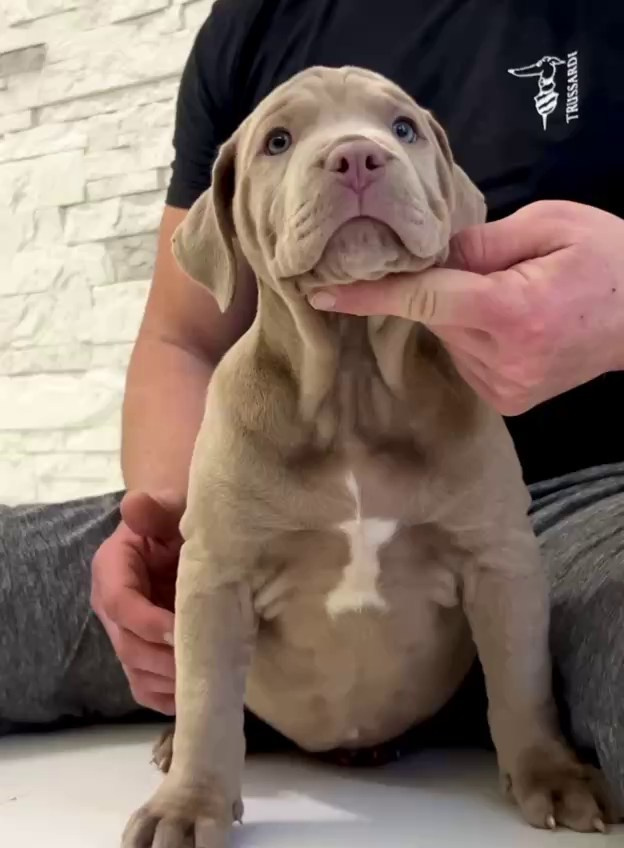 Все свободные щенки. Американские булли XL в г. Калининград. Питомник Great Bully UNIVERSE