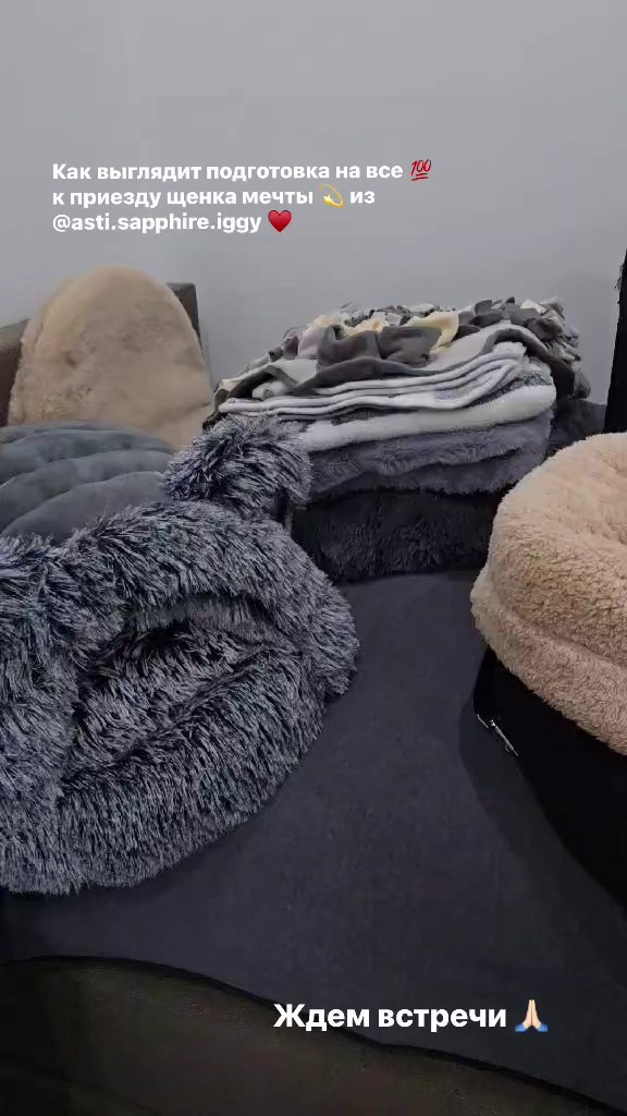 Доставка щенков по всему миру. Профессиональный питомник левреток РКФ/FCI ASTI SAPPHIRE 💎 Сочи|Санкт-Петербург