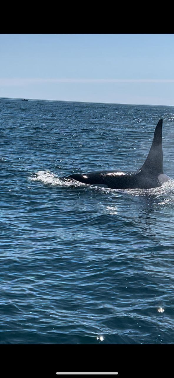 Морская прогулка в бухту Русскую. Экскурсионные туры по Камчатке