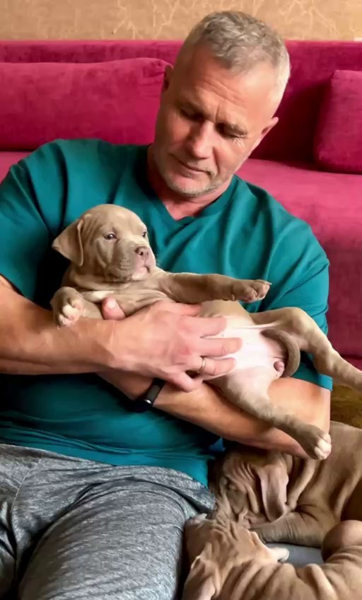 Все свободные щенки. Американские булли XL в г. Калининград. Питомник Great Bully UNIVERSE