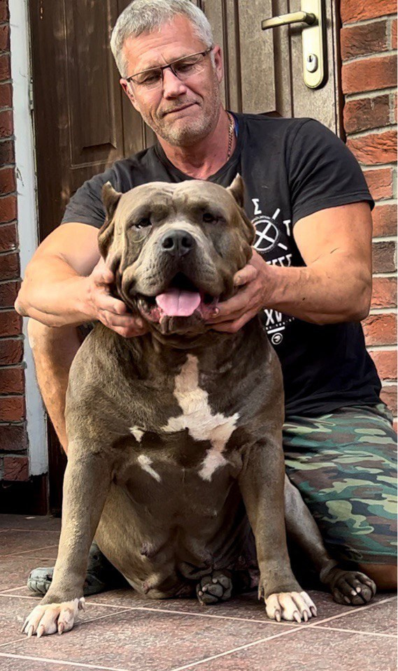 Квини. Американские булли XL в г. Калининград. Питомник Great Bully UNIVERSE