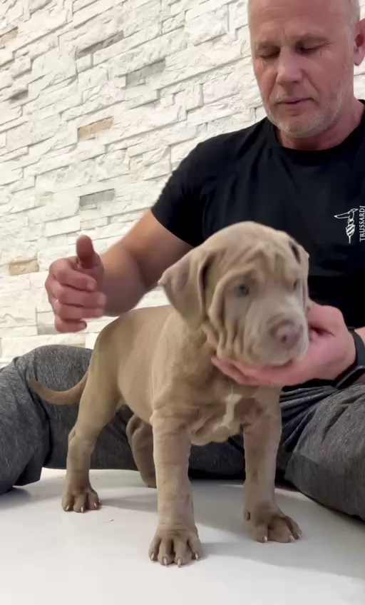 Все свободные щенки. Американские булли XL в г. Калининград. Питомник Great Bully UNIVERSE