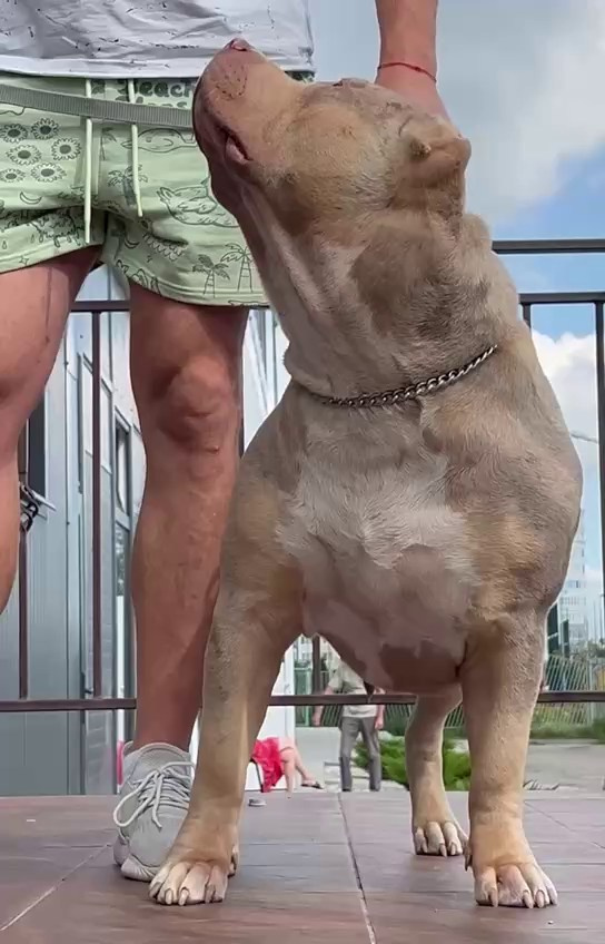 BBK’s Amber. Американские булли XL в г. Калининград. Питомник Great Bully UNIVERSE