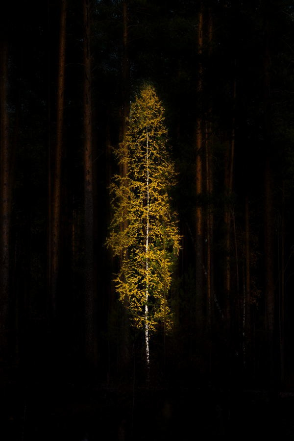 Чазов Александр Юрьевич. Галерея участников Российской Премии Искусств