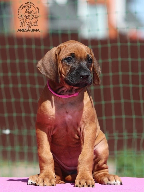 Помет Northern Lights. Родезийские Риджбеки в Санкт-Петербурге