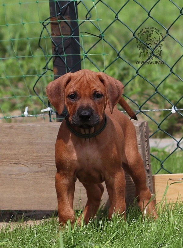 Помет Northern Lights. Родезийские Риджбеки в Санкт-Петербурге