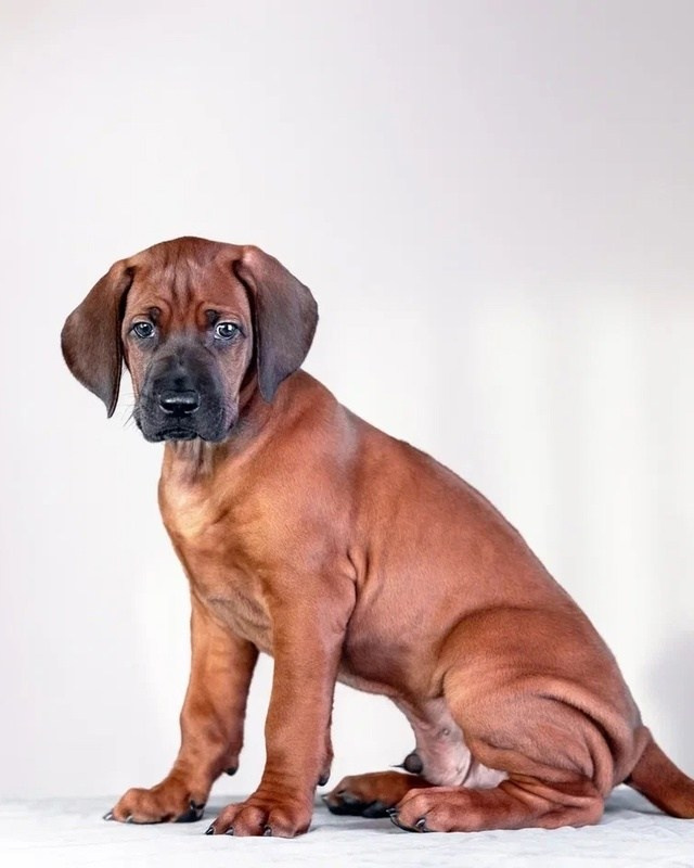 BILBERRY BISCUITS Iz Doma Narayzi. Родезийские Риджбеки в Санкт-Петербурге