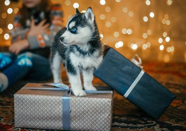 Хаски #1. Фотограф Ижевск Филипп Усков