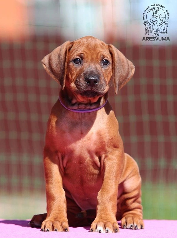 Помет Northern Lights. Родезийские Риджбеки в Санкт-Петербурге