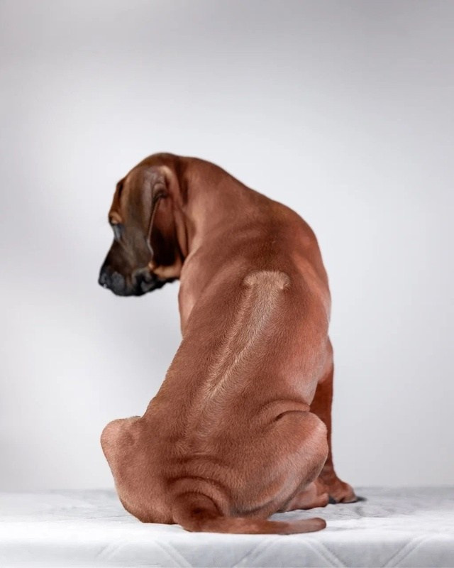 BILBERRY BISCUITS Iz Doma Narayzi. Родезийские Риджбеки в Санкт-Петербурге