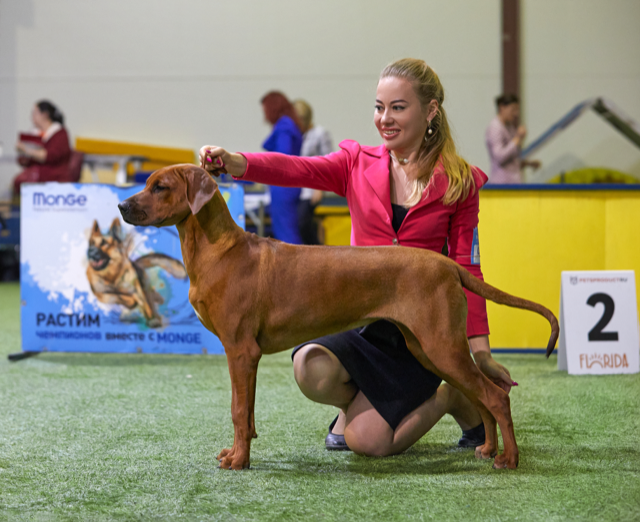 Нала. Родезийские Риджбеки в Санкт-Петербурге