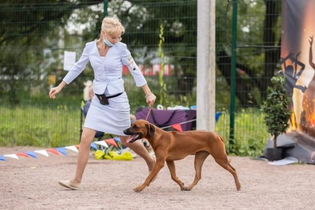 Самка Жузи. Родезийские Риджбеки в Санкт-Петербурге