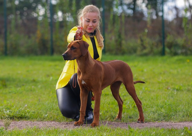 Нала. Родезийские Риджбеки в Санкт-Петербурге