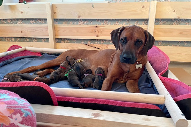 Жузи с щенками