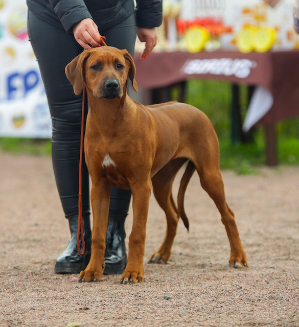 Нала. Родезийские Риджбеки в Санкт-Петербурге