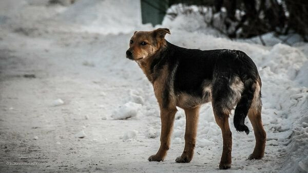 Субботники в Городищенском логу