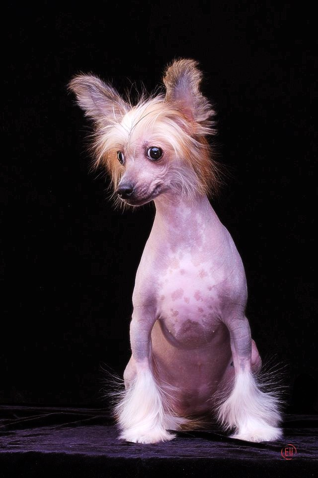 Poale Ell Clare. Chinese Crested Dog Kennel Poale Ell