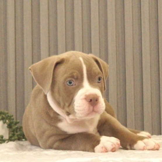 купить щенка American Bully в нижнем Новгороде