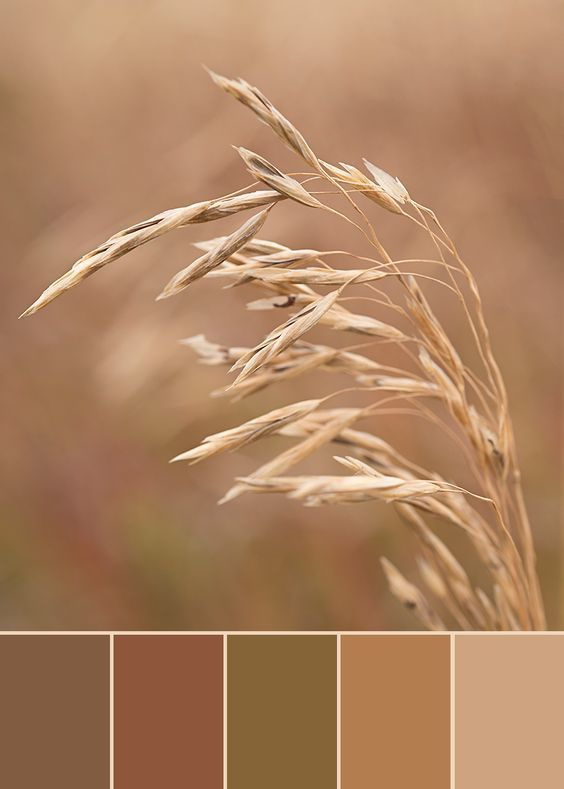 Полезная информация. Фотограф беременности и семейный фотограф в Могилеве, Минске Елена Шин