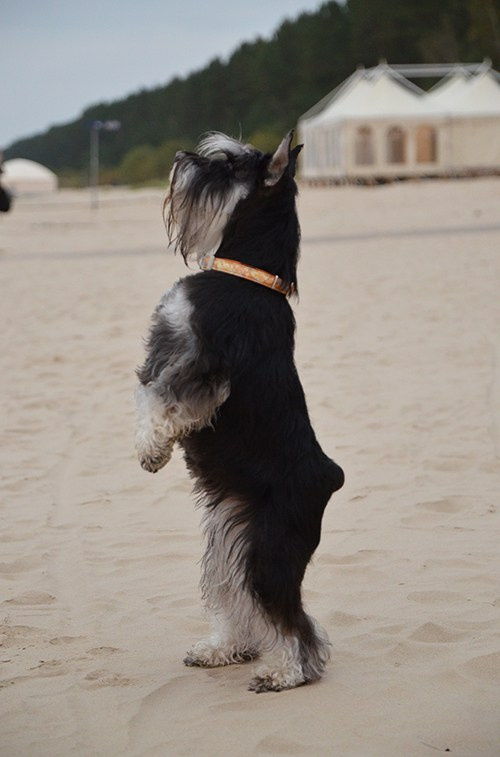 Питомник Делинсо Бэлэнс, щенки цвергшнауцера, купить щенка цвергшнауцера, питомник цвергшнауцеров, кобель цвергшнауцера для вязки, щенок цвергшнауцера, питомник цвергшнауцеров, черный с серебром, цверг, лучший питомник в беларуси, питомник цвергшнауцеров минск