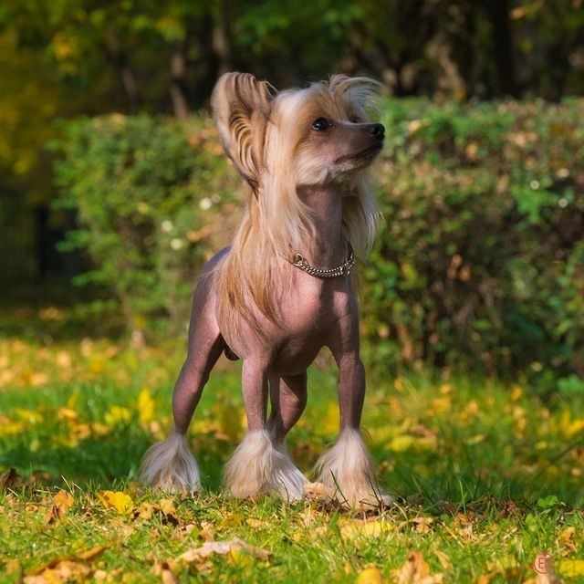 Poale Ell Cooper. Chinese Crested Dog Kennel Poale Ell